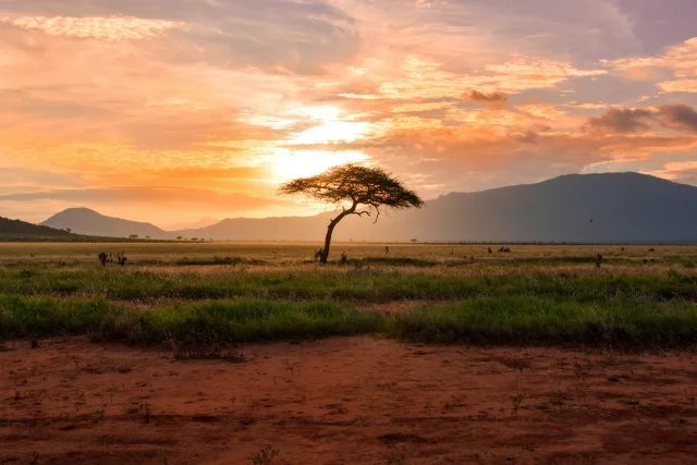 A lone acacia tree on the savanna at sunset