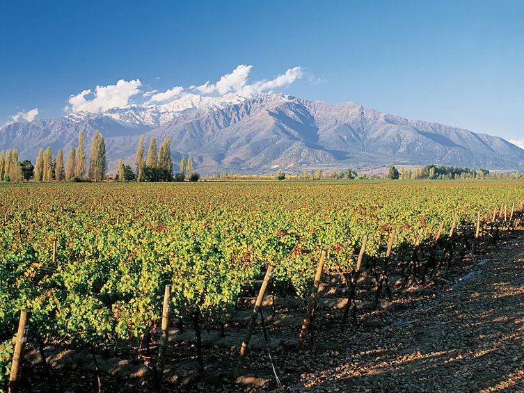 Vineyard rows below the snowy Andes in the Maipo Valley