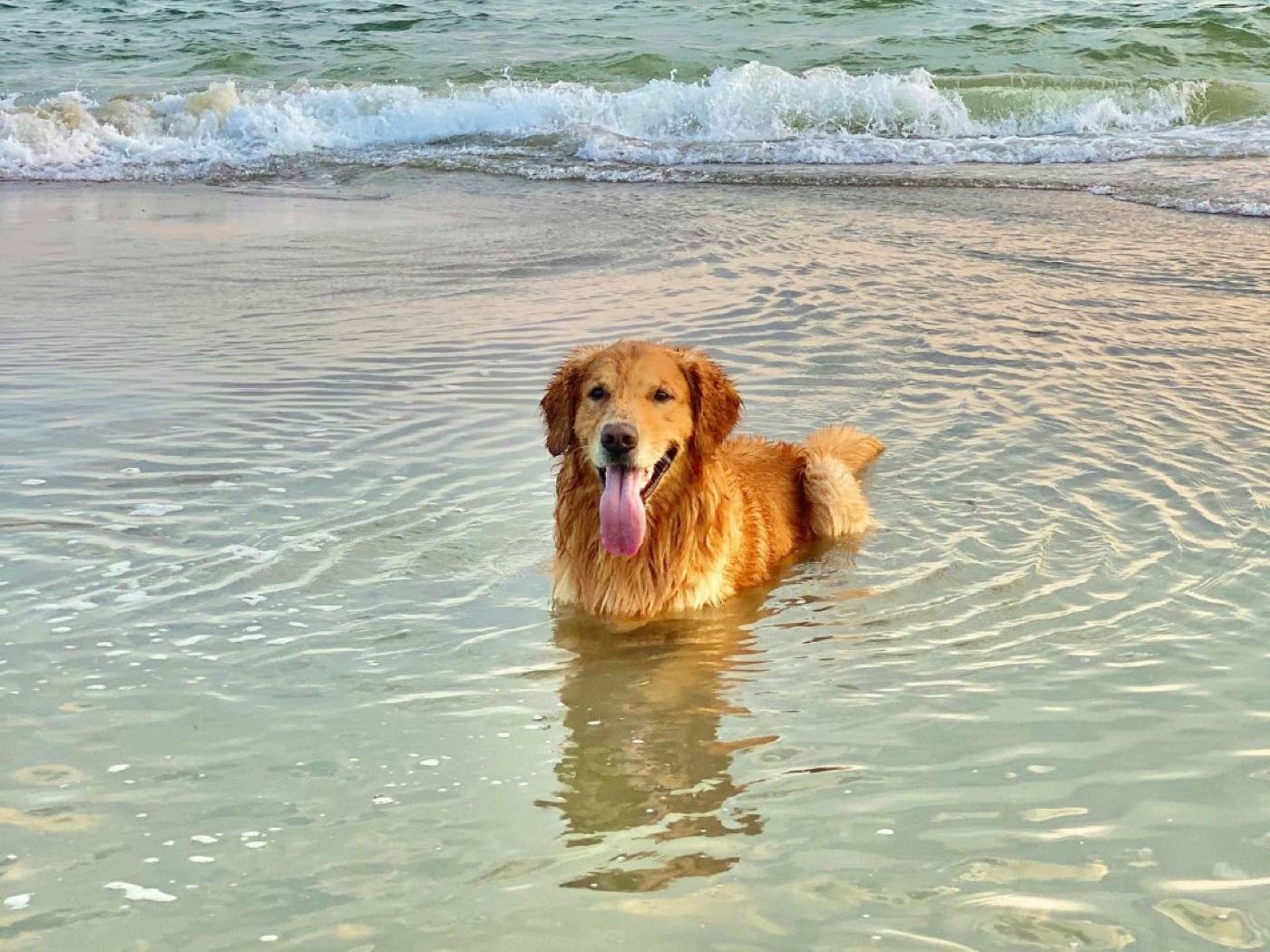 A golden retriever standing in shallow surf